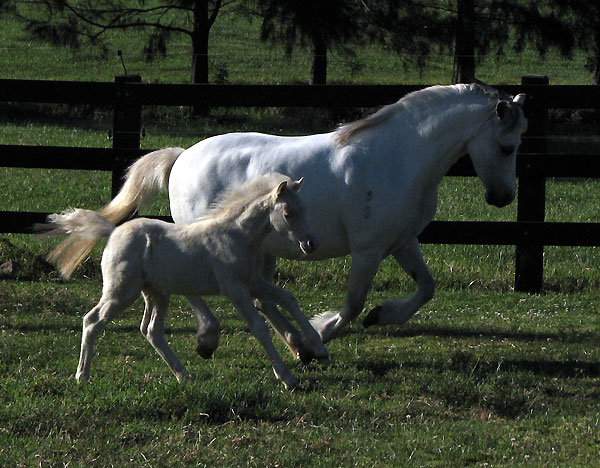 Bellingara Cameo - Welsh A Foal For Sale