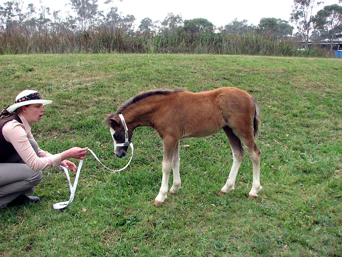 Bellingara Treasure - competing at the 2012 NSW All Welsh Show