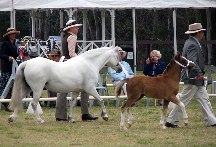 Welsh Mountain Pony Mare and Foal competing at the NSW All Welsh