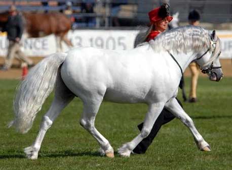 Barnhill Fletcher Sired by Owendale Bart