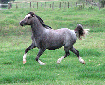 Bellingara Nemo