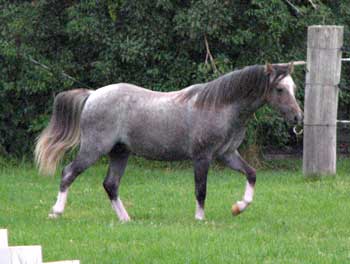 Bellingara Nemo