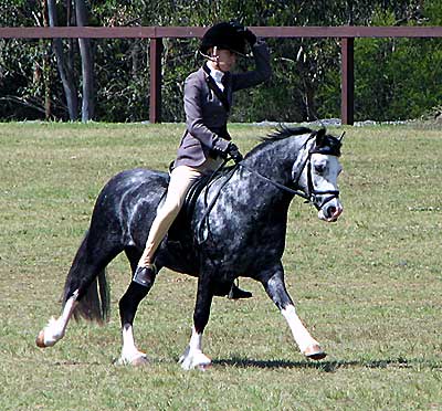 Bellingara Sinatra NSW All Welsh 2008