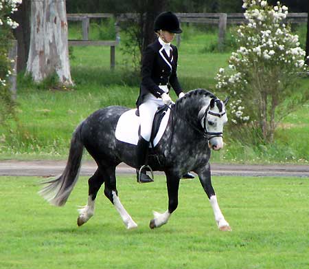 Bellingara Sinatra Dressage with Katie Kelly