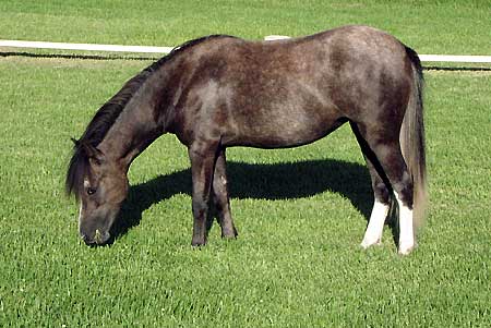 Bellingara Tara - Yearling filly by Owendale Bart
