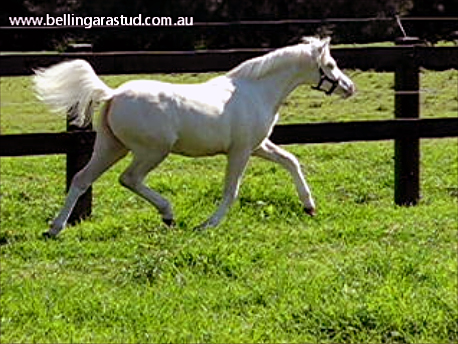 Welsh Filly For Sale