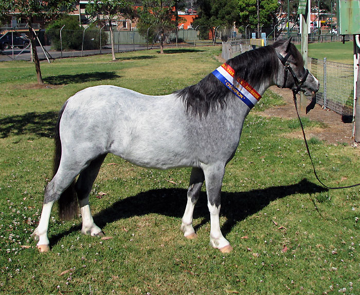 Bellingara Chanel - Champion Led Welsh Pony at Albion Park Spring Show 30/9/12