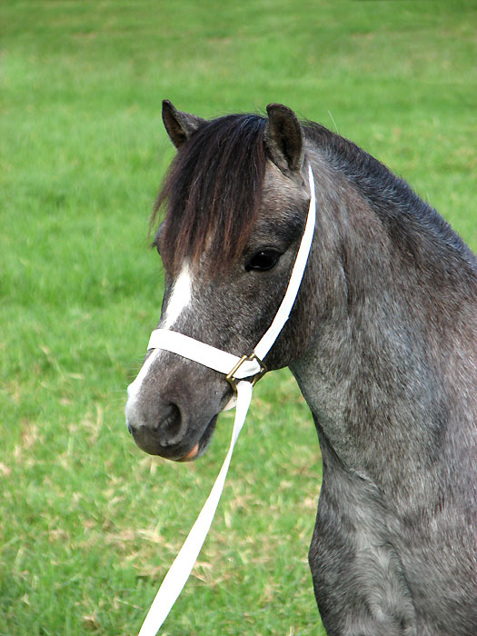 Welsh Pony for sale - Bellingara Chanel. Head close up.