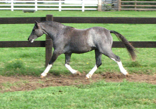 Pony for sale, Bellingara Chanel, Welsh Filly