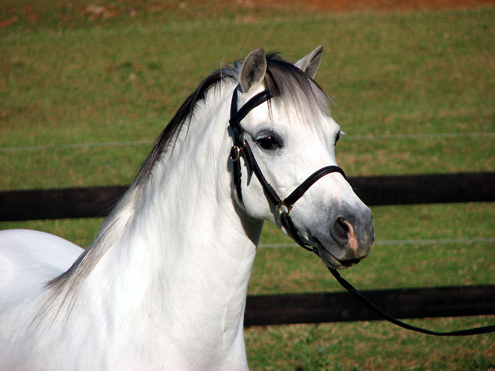 Welsh Mountain Pony Mare, Osory Clemency