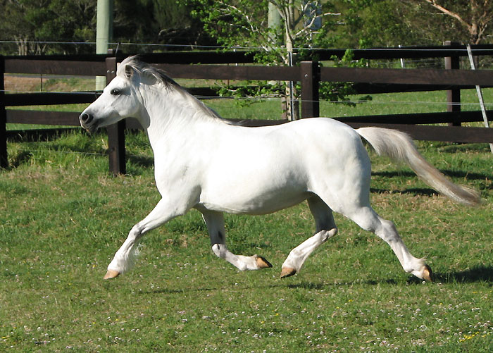 Welsh Mountain Pony Mare, Osory Clemency