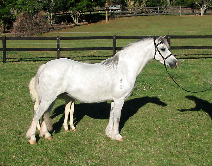 Welsh Mountain Pony Mare, Osory Clemency