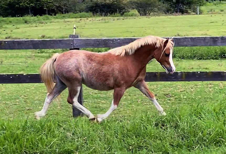 Flaxen Chestnut Welsh Mountain Pony Filly For Sale