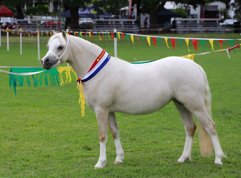 Bellingara Tinsel Town - Champion Welsh Mountain Pony Berry Show  2015