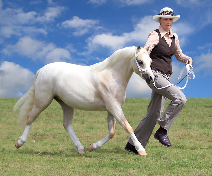 Bellingara Tinsel Town - Welsh Mountain Pony Yearling Filly
