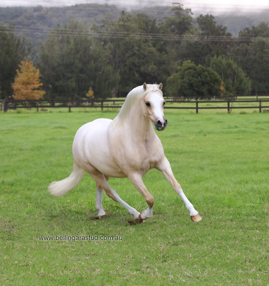 Welsh Sec A filly, Bellingara Tinsel Town.