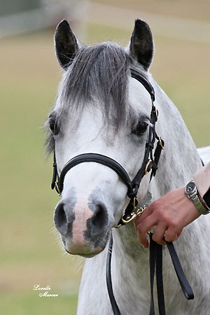 Welsh Pony Mare - Bellingara Leilani