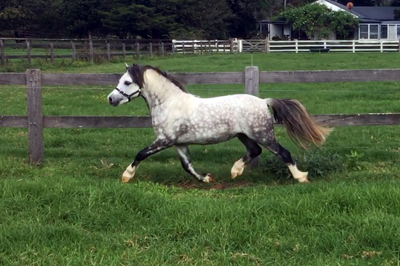 Bellingara Logan