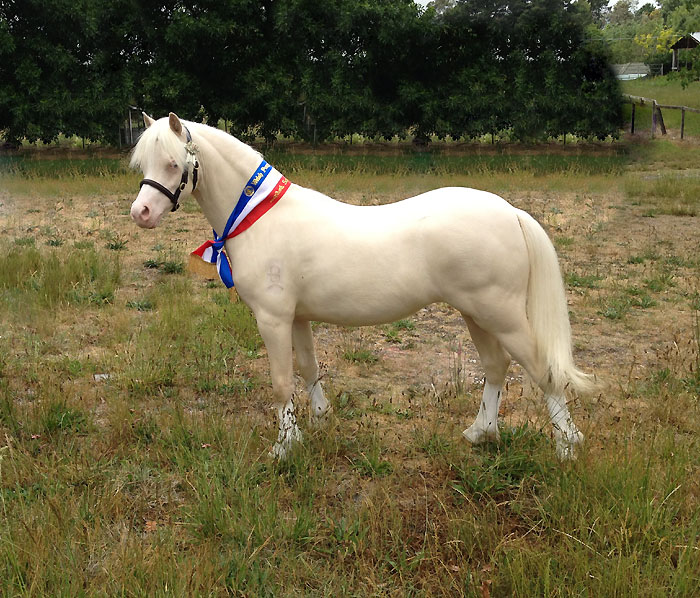 Bellingara Lola - cremello Welsh Mountain Pony Filly