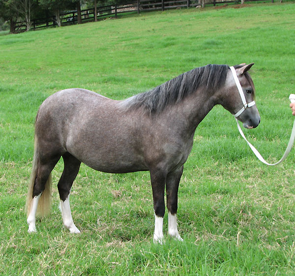 Bellingara Lolita