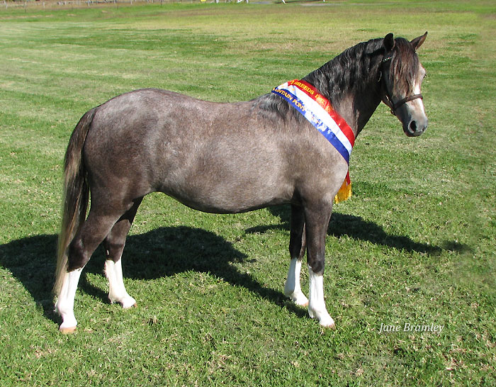 Bellingara Lolita, Welsh Sec A Filly