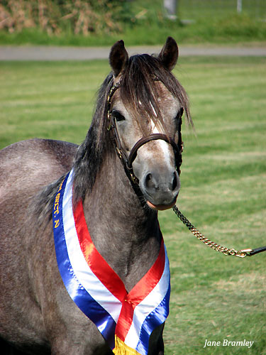 Bellingara Lolita