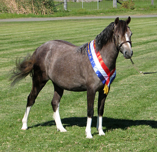 Bellingara Lolita