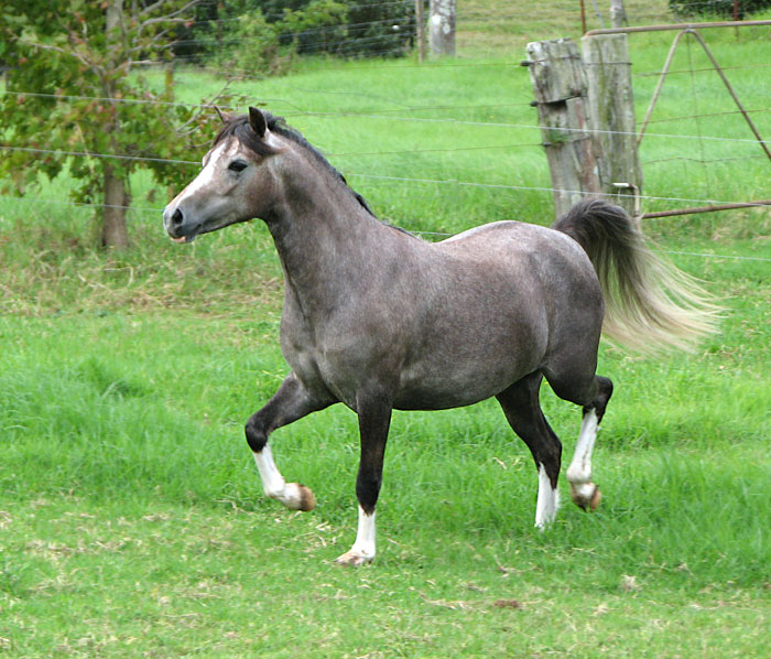 Bellingara Lolita