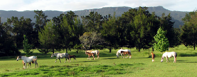 Welsh Pony Section A Mares and Foals at Bellingara Welsh Stud, NSW