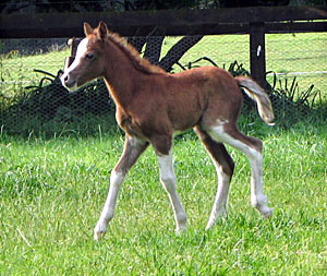 Trentlyn Benson 2007 Colt