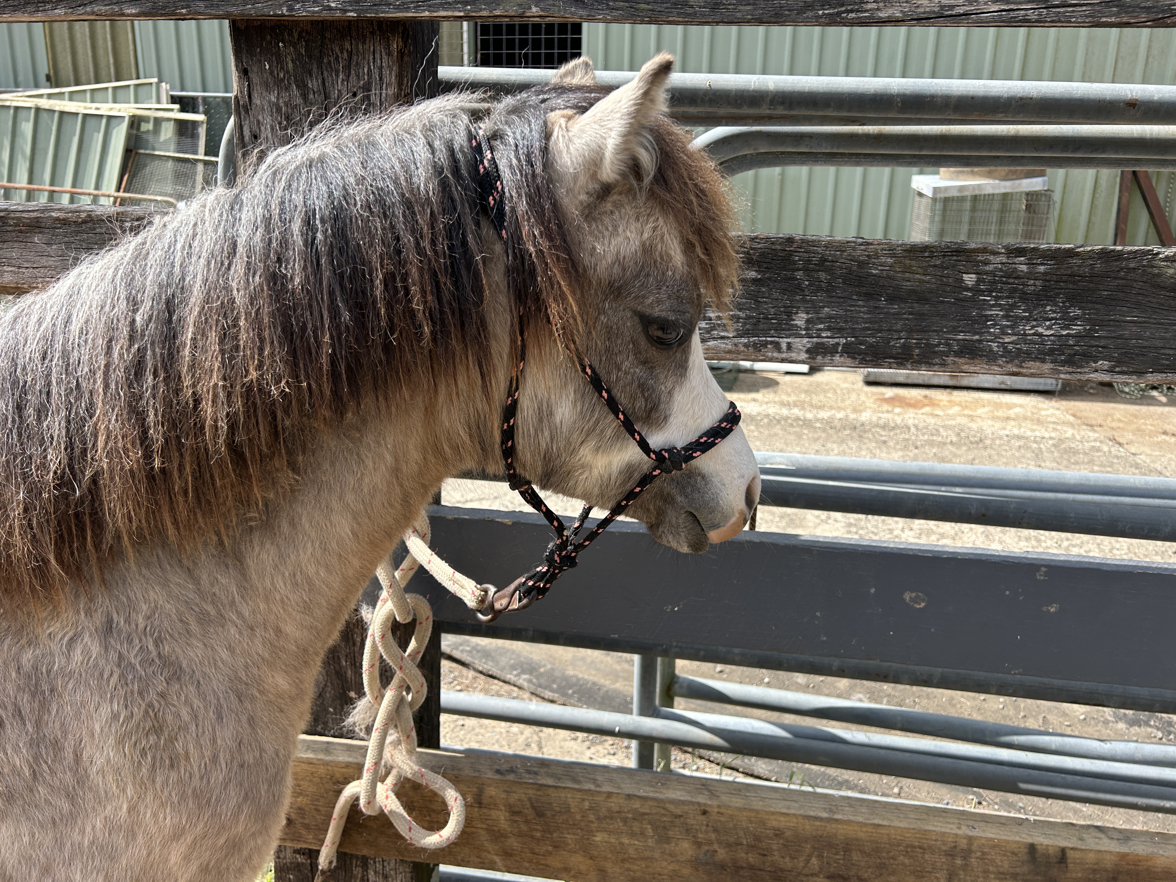 Welsh Sec A Filly for sale