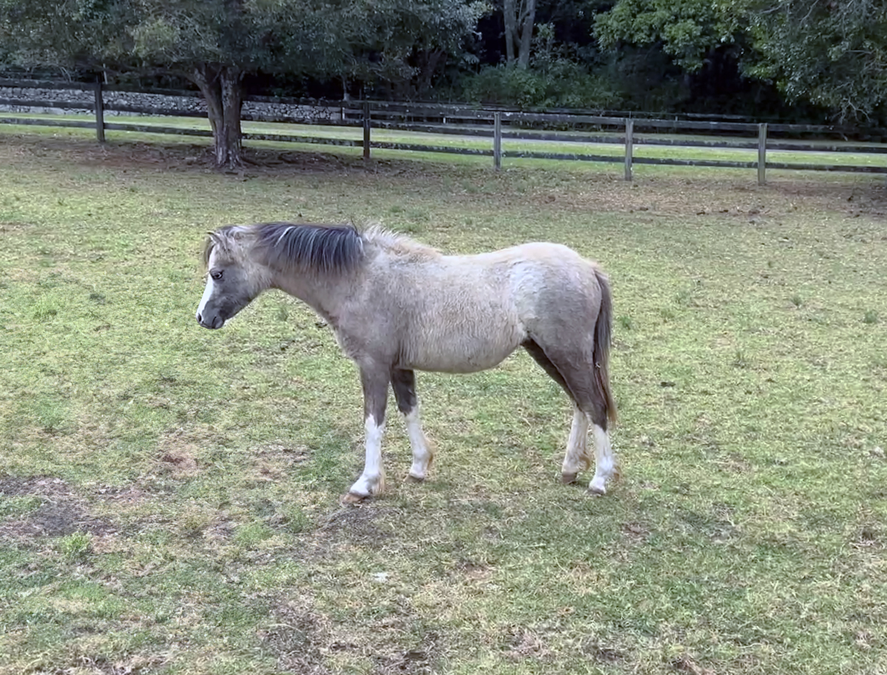 Welsh Sec A Filly for sale