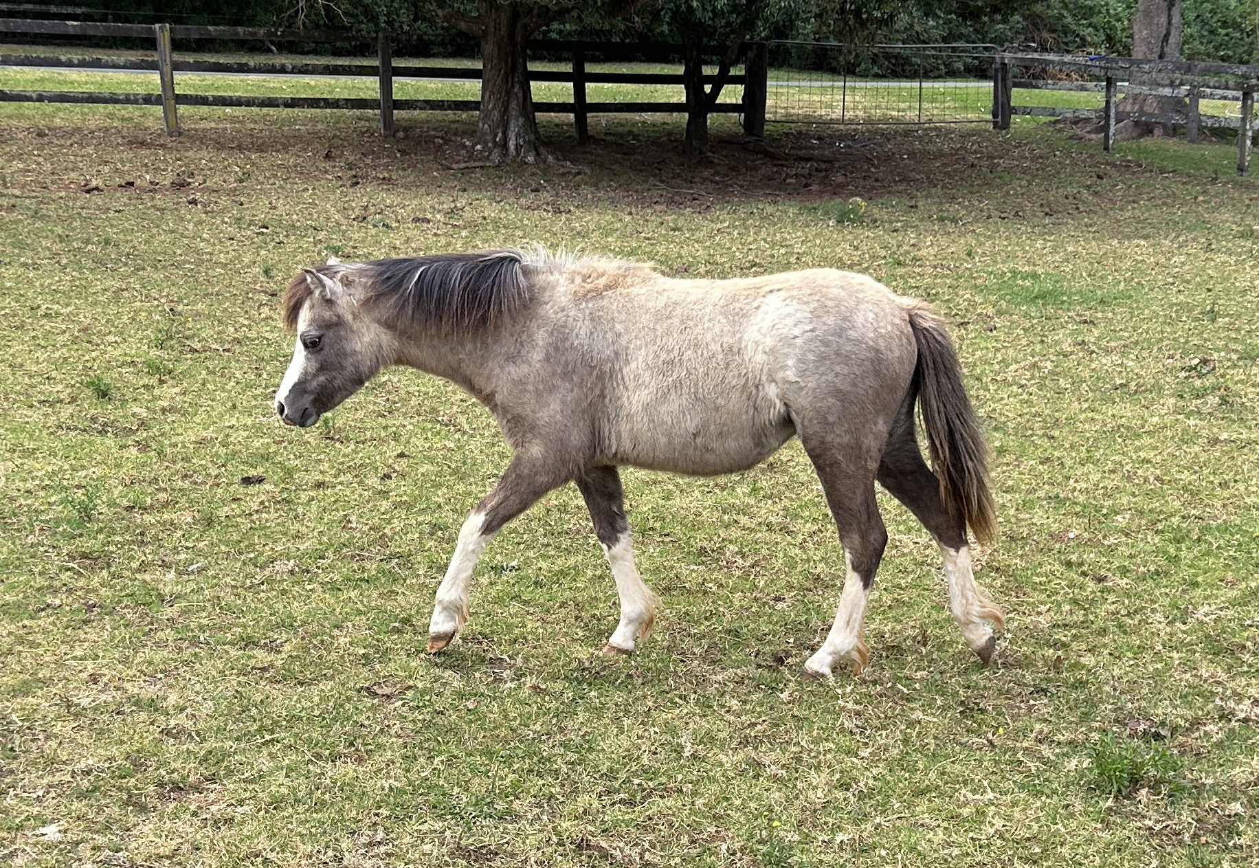 Welsh Sec A Filly for sale