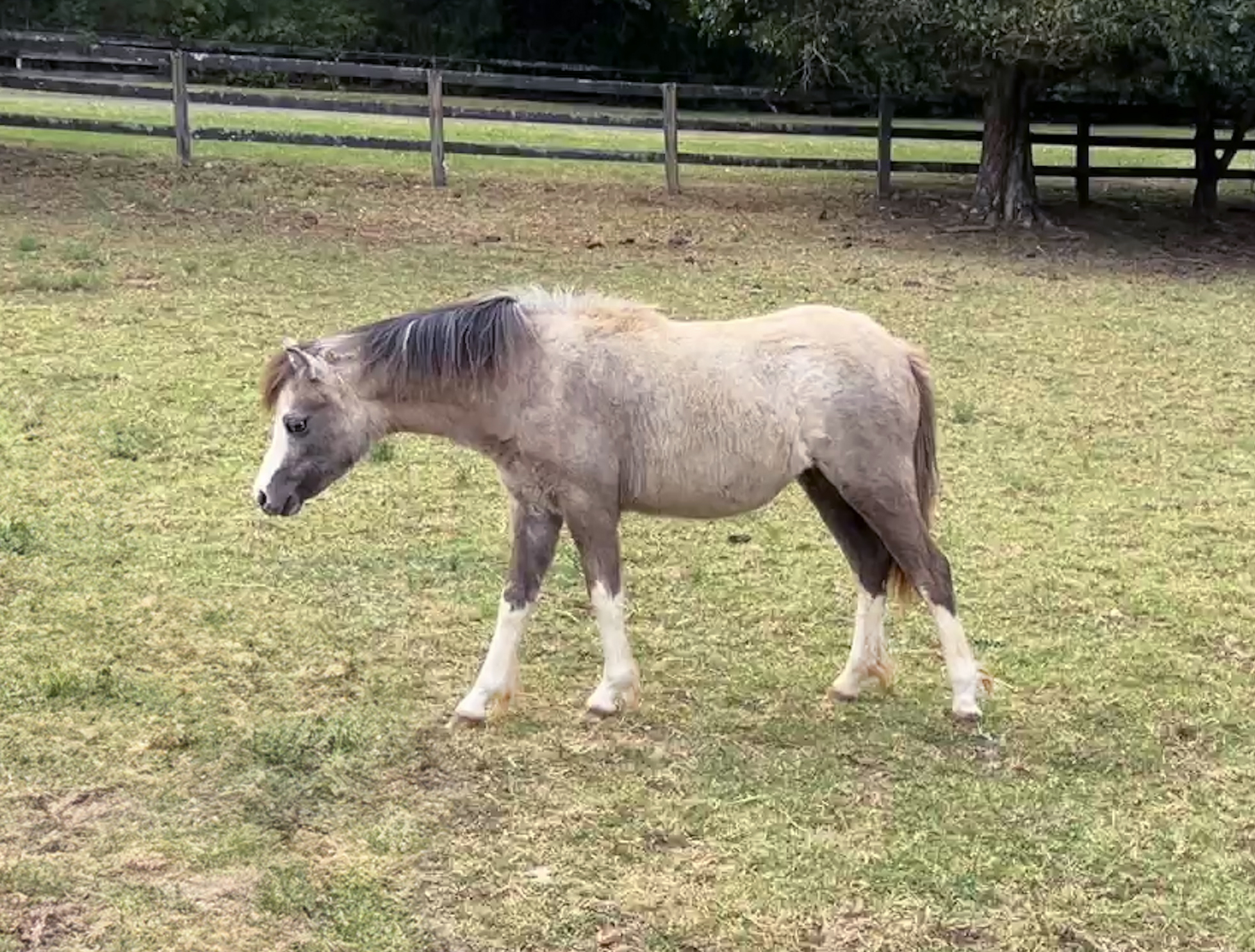 Welsh Sec A Filly for sale