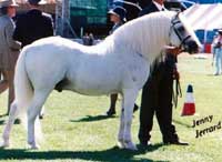 Welsh Mountain Pony Stallion Owendale Bart by Coed Coch Norman