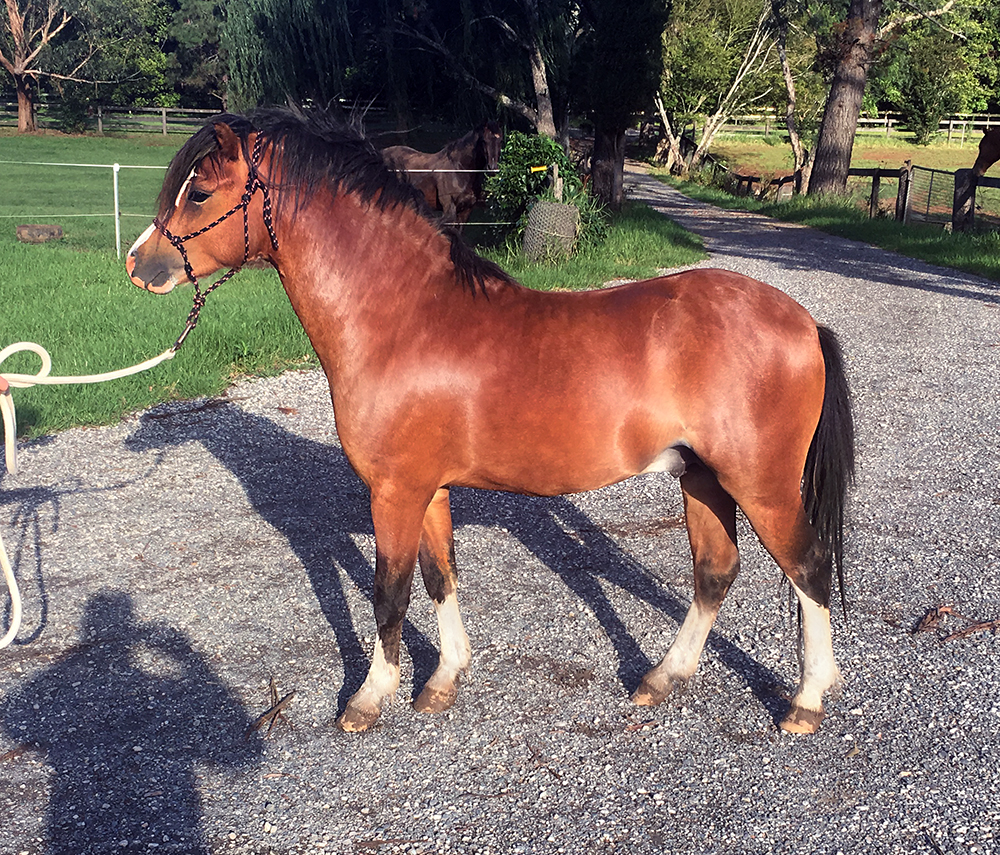 Welsh A Colt Bellingara Sailor