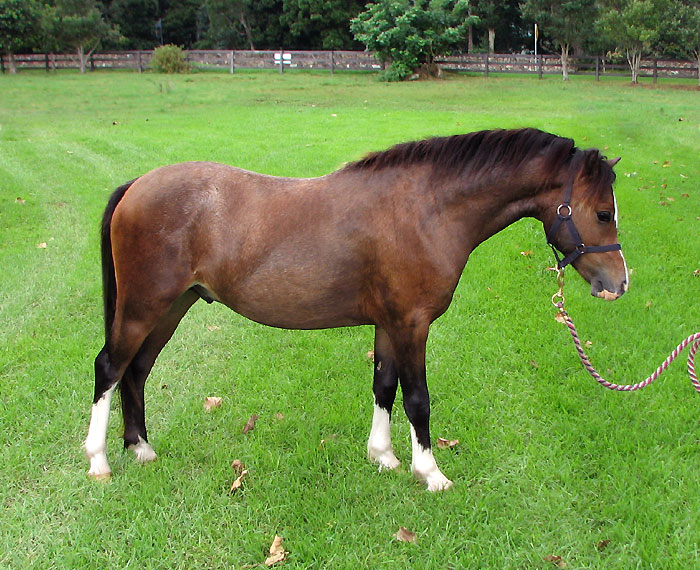 Bellingara Sandpiper - Welsh Mountain Pony Section A Yearling For Sale - Leading Rein Prospect