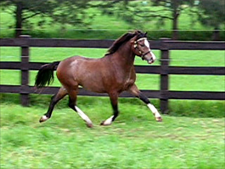 Bellingara Sandpiper - Welsh Mountain Pony For Sale - Trot