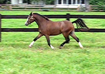 Bellingara Sandpiper - Welsh Sec A Pony For Sale