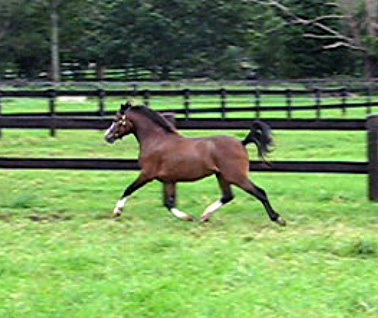 Bellingara Sandpiper - Welsh Sec A Pony For Sale with excellent movement