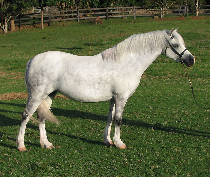 Bellingara Serena