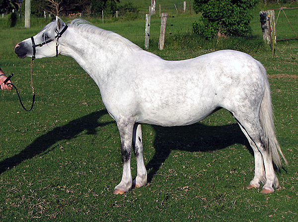 Bellingara Serena