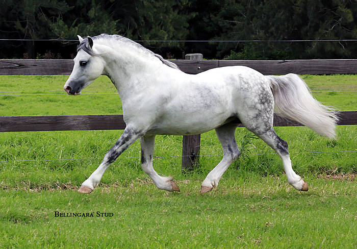 Welsh Mountain Pony Stallion Bellingara Shogun