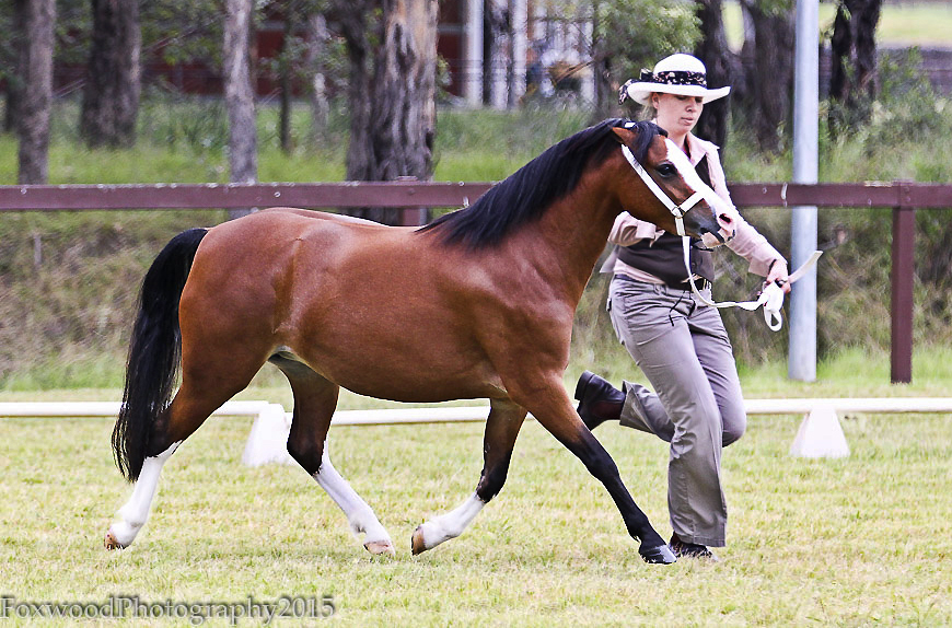 Bellingara Sienna - Welsh Mountain Pony Filly