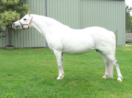 Ponies at Bellingara Pony Stud - Welsh Mountain Pony Mare Dalgangle Snowbell