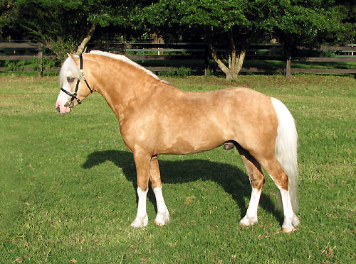 Snowdon Vale Peter Pan - Welsh Mountain Pony Stallion for Breeding