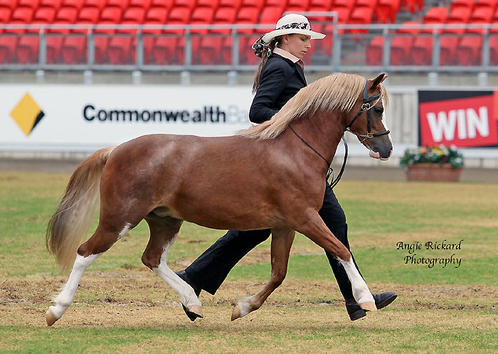 Eagle Park Stardust Welsh Mountain Pony Filly Sydney Royal 2012