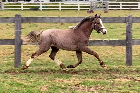 Welsh Mountain Pony For Sale - Bellingara Starsky