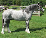 Bellingara Nemo