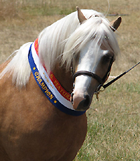 Palomino Welsh A Stallion For Sale
